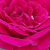 Czerwony  - Róże miniaturowe - Ciklámen